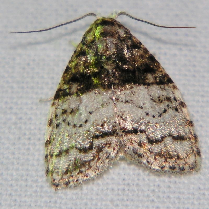 Nola hyalospila