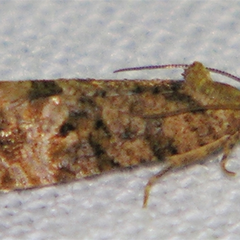 Lobesia xylistis