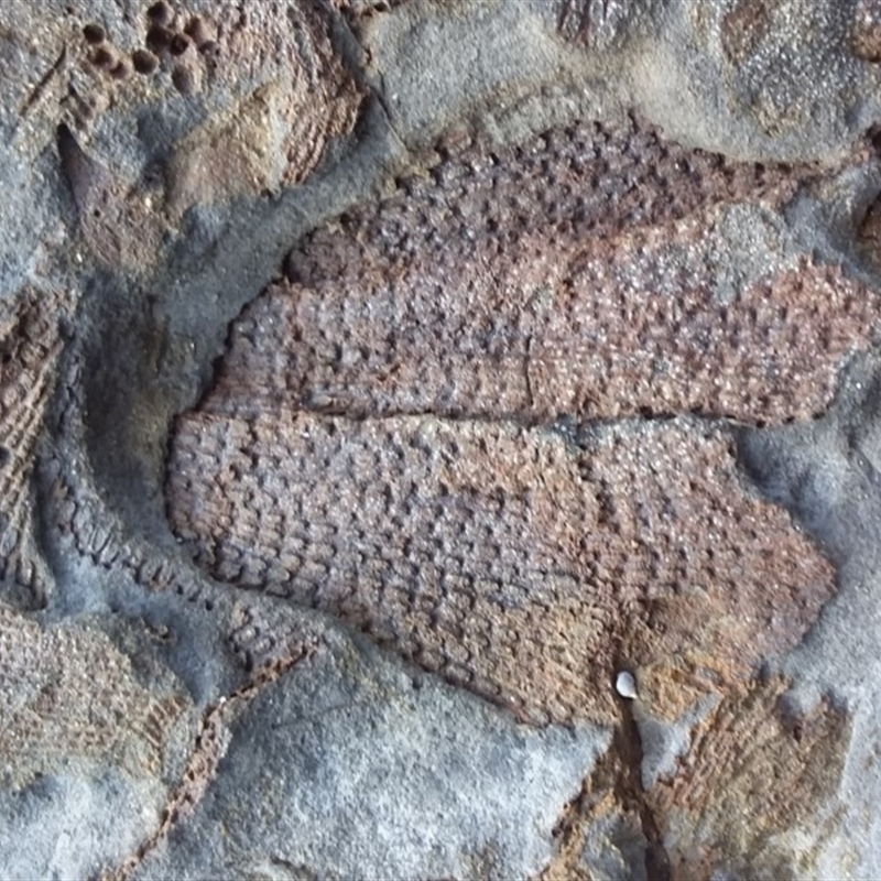 Fenestella ( genus) (Bryozoan)