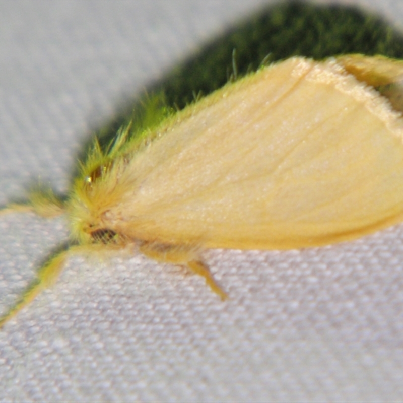 Euproctis fimbriata