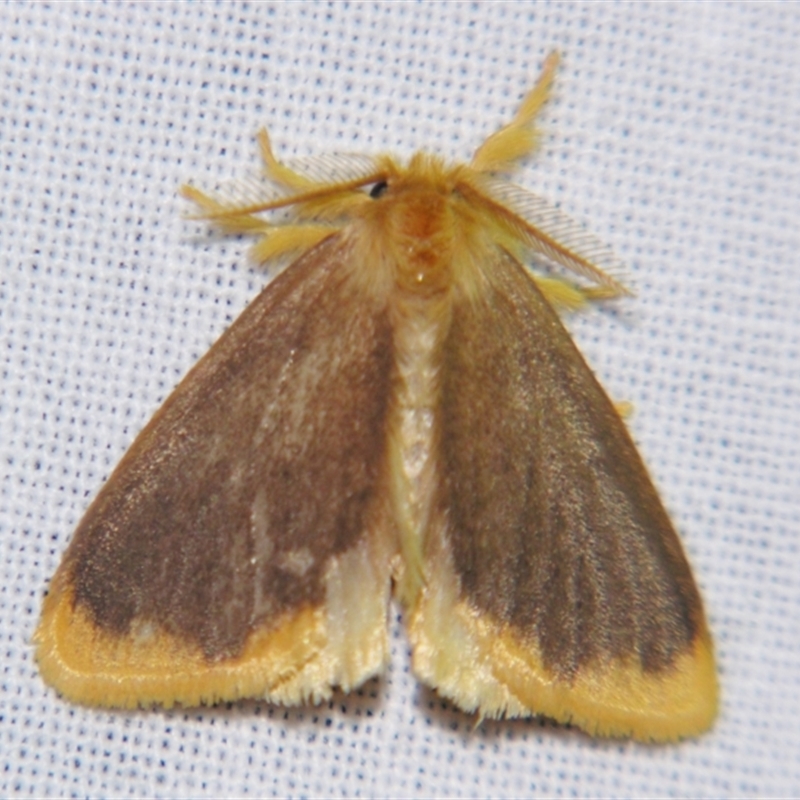 Euproctis fimbriata