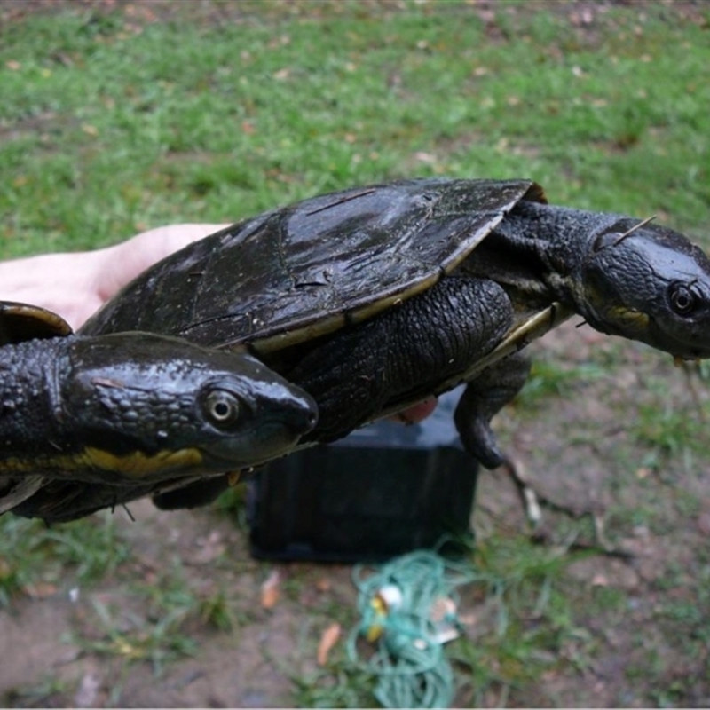 Myuchelys georgesi