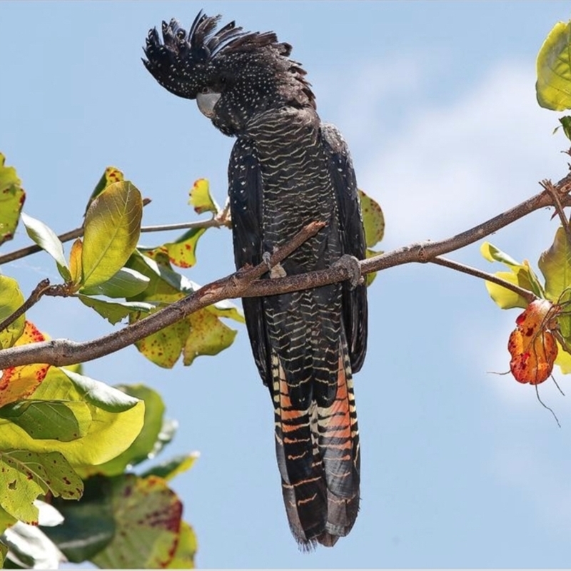 Calyptorhynchus banksii banksii