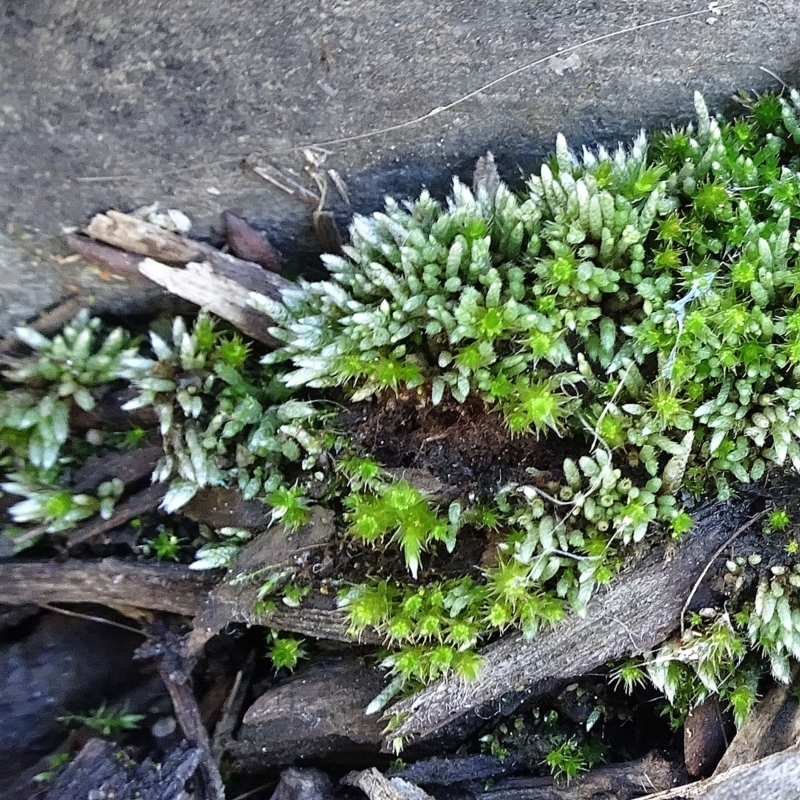 Bryum argenteum