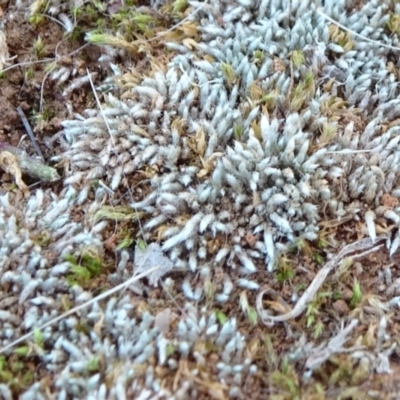 Bryum argenteum