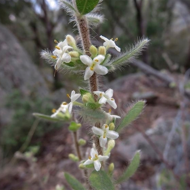 Pimelea venosa