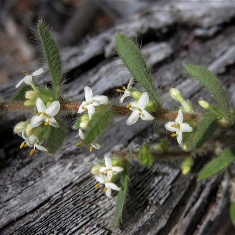 Pimelea venosa