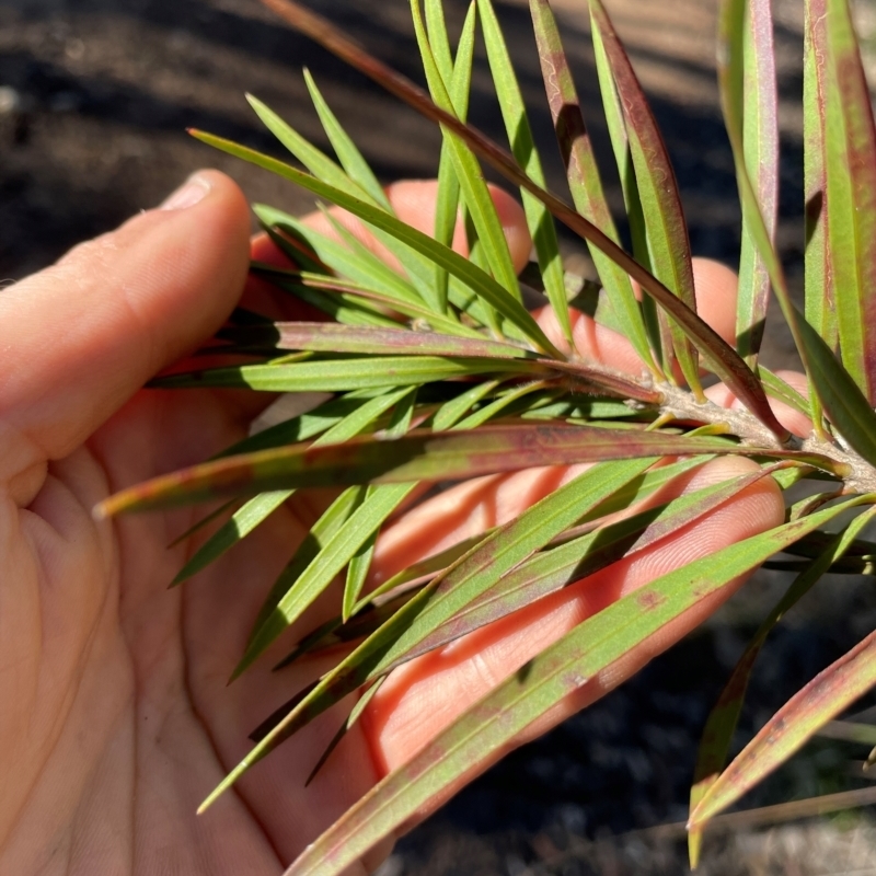 Callistemon linearifolius