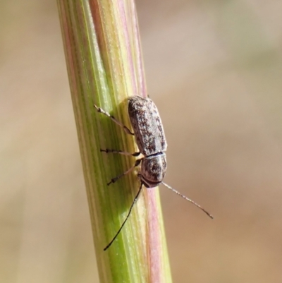 Euciodes suturalis