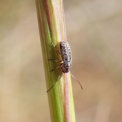 Euciodes suturalis