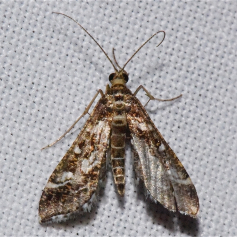 Diasemiopsis ramburialis