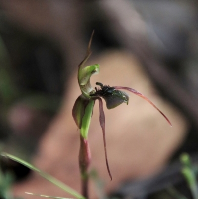 Chiloglottis anaticeps