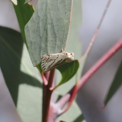 Thalaina inscripta