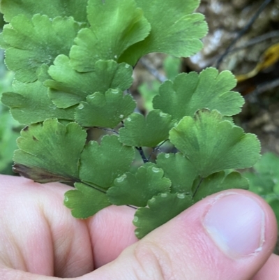 Adiantum capillus-veneris