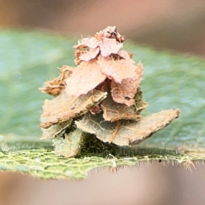 Psychidae IMMATURE (Unidentified Case moth or Bagworm)