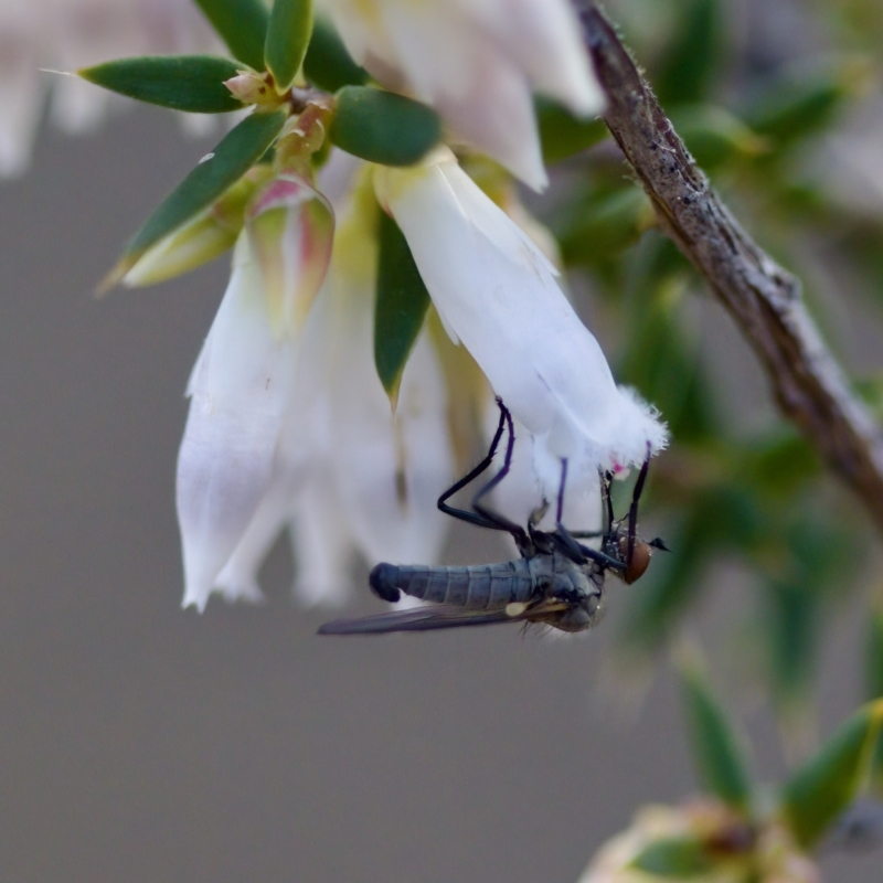 Sphicosa sp. (genus)