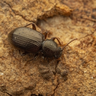 Brycopia sp. (genus)