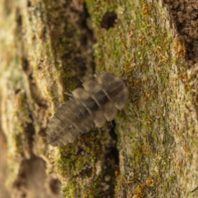 Periptyctus sp. (genus)