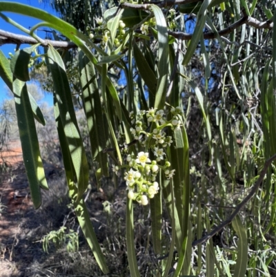 Geijera parviflora