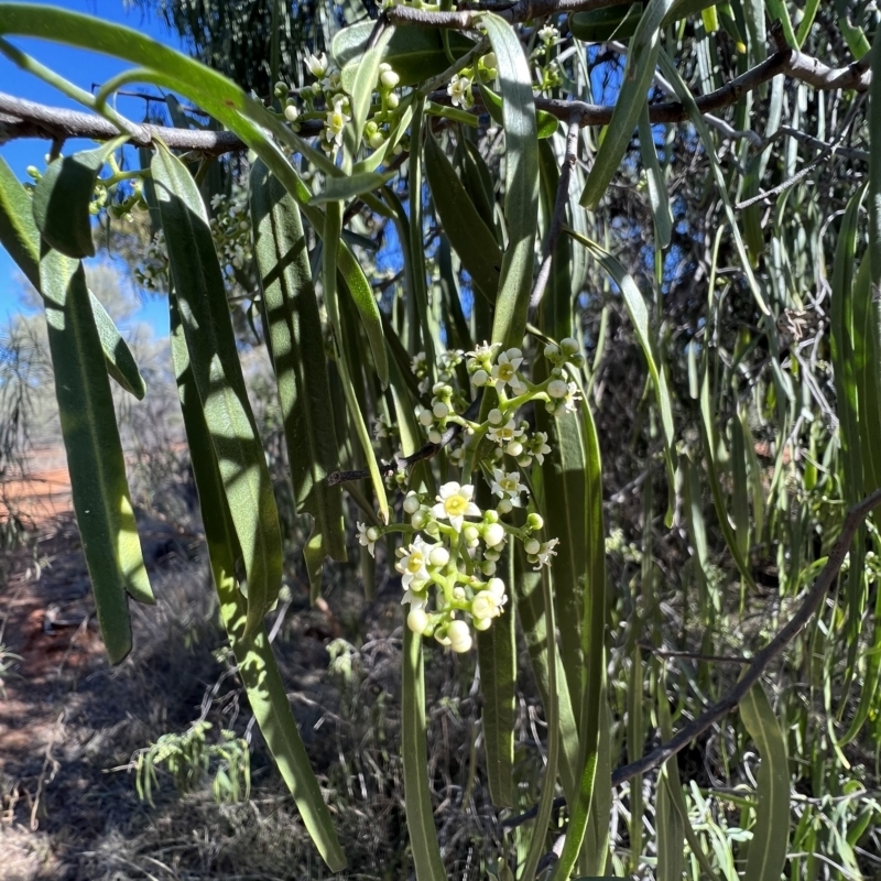 Geijera parviflora