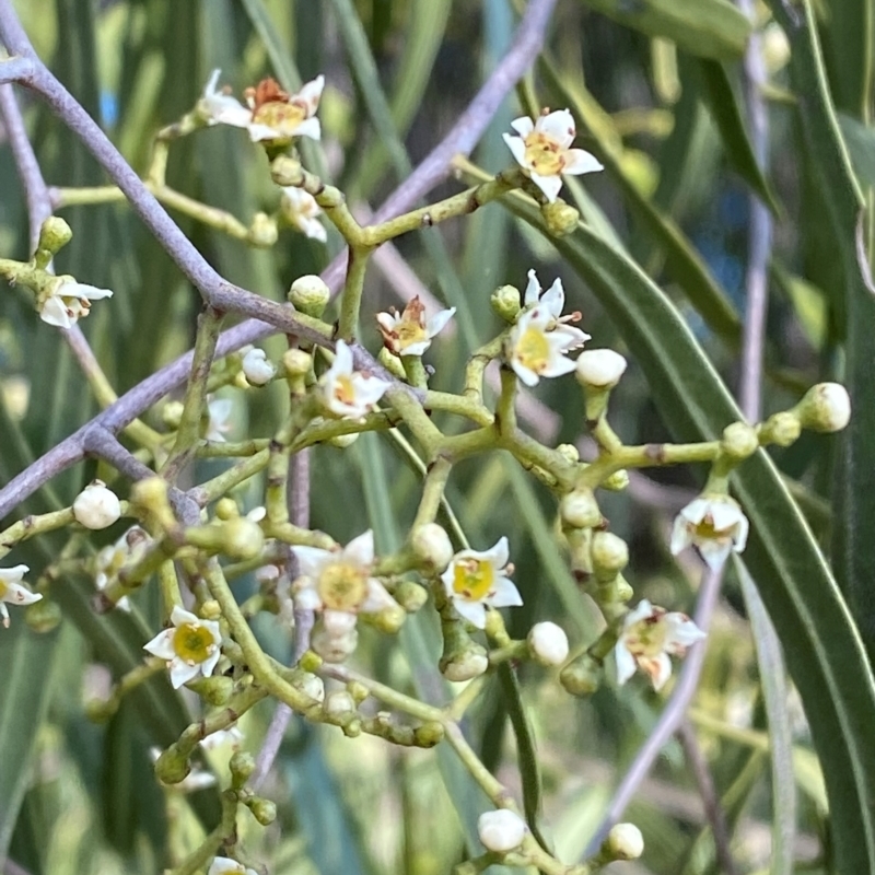 Geijera parviflora