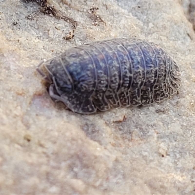 Armadillidae (family)