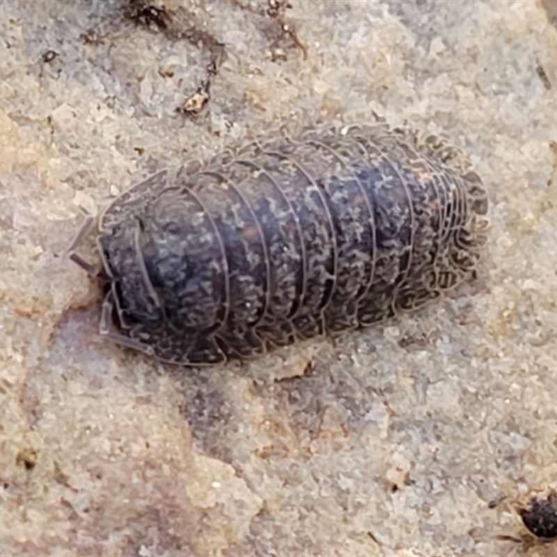 Armadillidae (family)