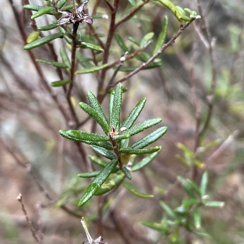 Ricinocarpos bowmanii