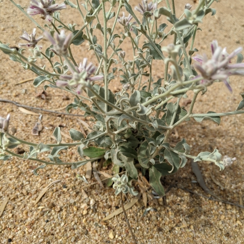 Ptilotus sessilifolius