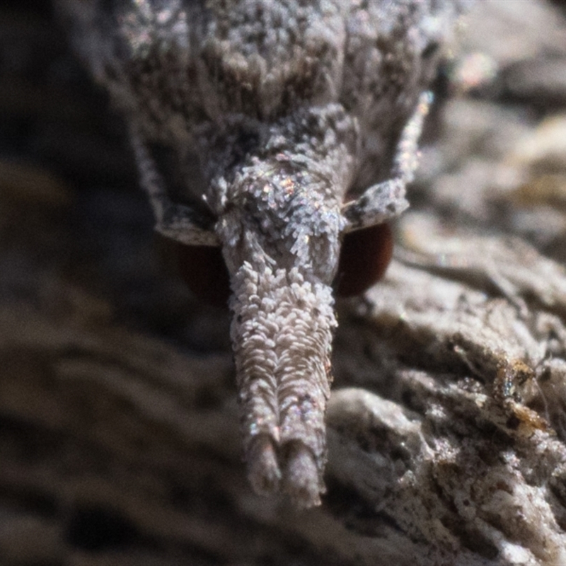 Carposina mediella