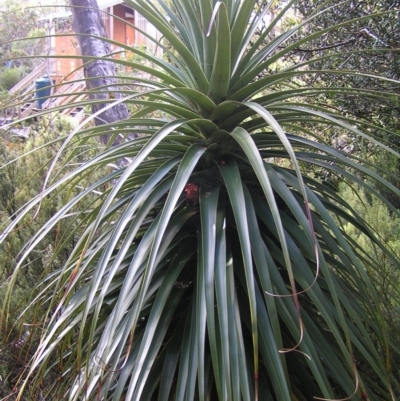 Richea pandanifolia