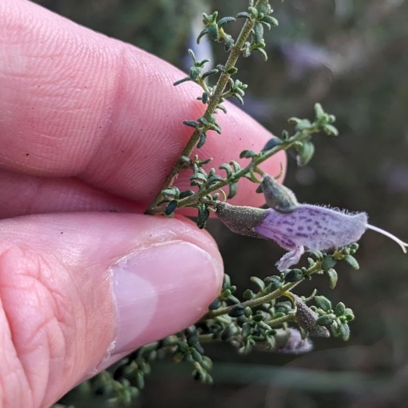 Prostanthera serpyllifolia subsp. microphylla