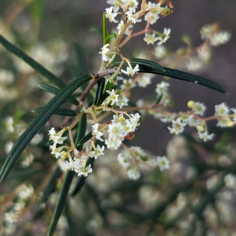 Trymalium ledifolium