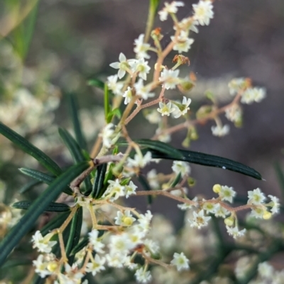 Trymalium ledifolium