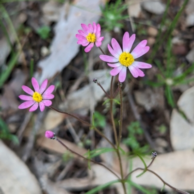 Lawrencella rosea