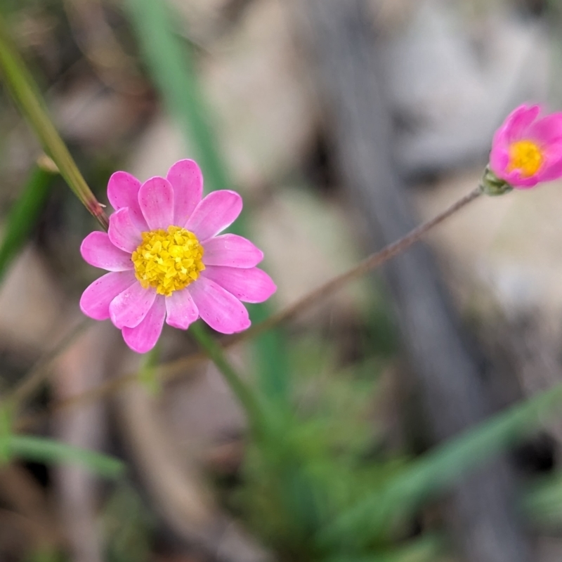 Lawrencella rosea