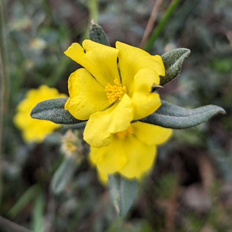 Hibbertia commutata