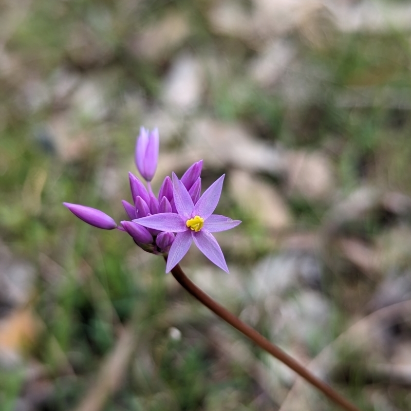 Sowerbaea laxiflora