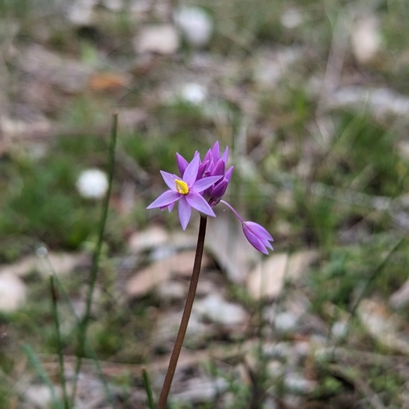 Sowerbaea laxiflora