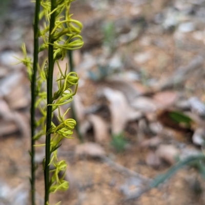 Tripterococcus brunonis