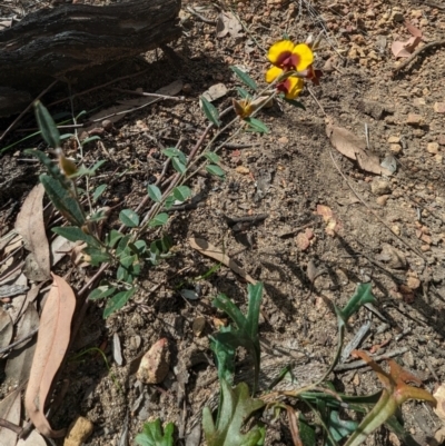 Bossiaea ornata