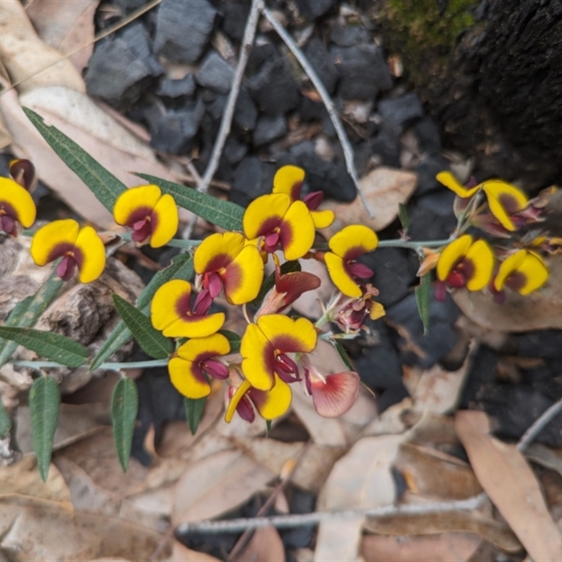 Bossiaea ornata