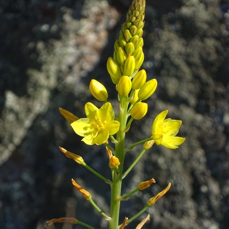 Bulbine glauca