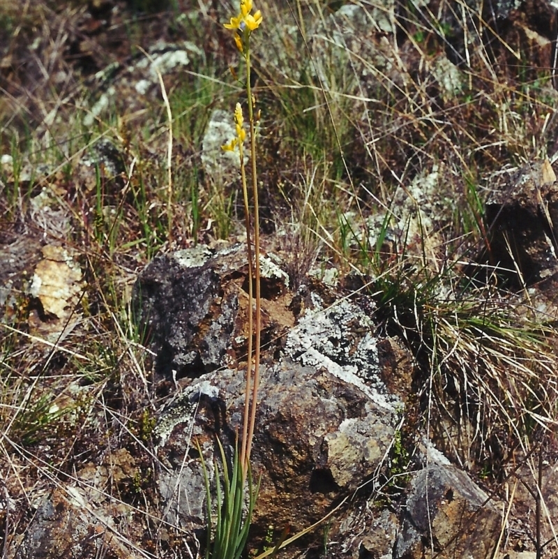 Bulbine glauca