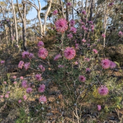 Isopogon formosus