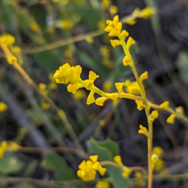 Synaphea flabelliformis