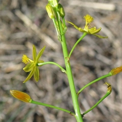 Bulbine semibarbata