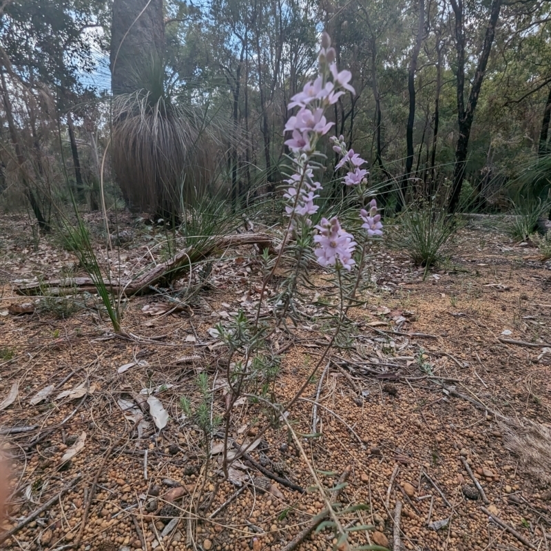 Philotheca spicata