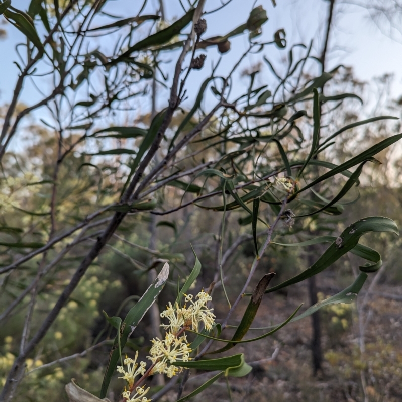 Petrophile heterophylla