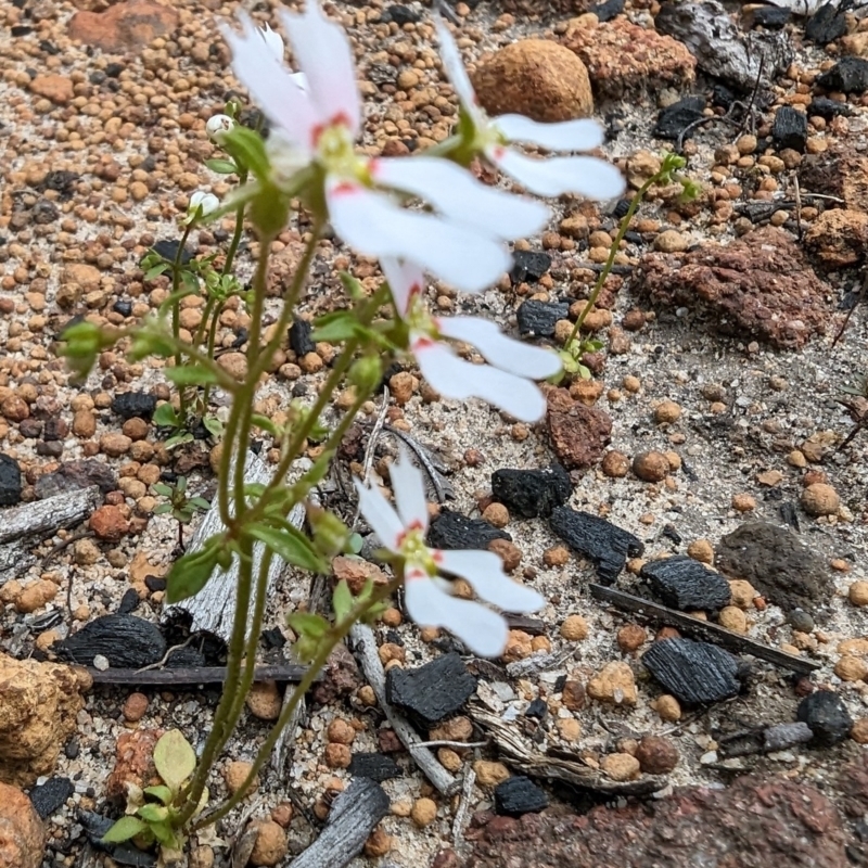 Stylidium androsaceum